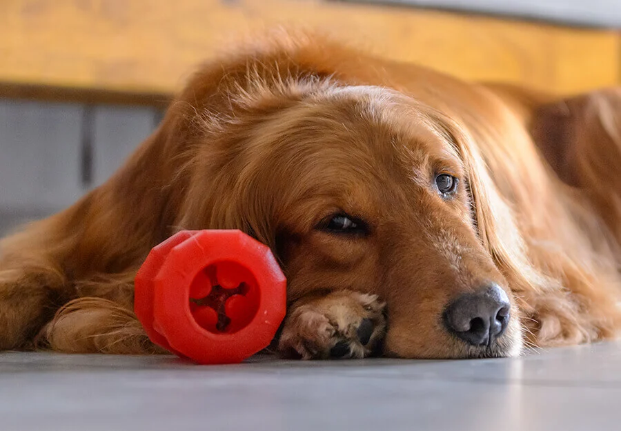 Dog stopped shop playing with toys